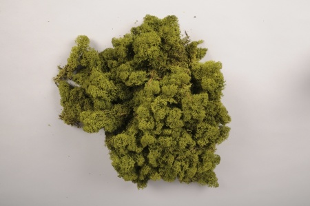 Lichen stabilisé naturel vert clair 5kg
