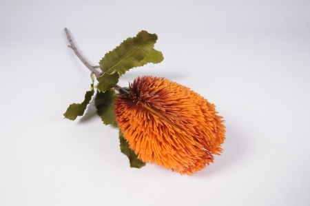 Protea artificiel orange H64cm