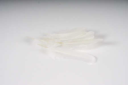 Sachet de 10 plumes d'oie blanches H15cm