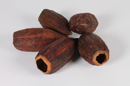 Cabosses de cacao séchées D6cm H15cm