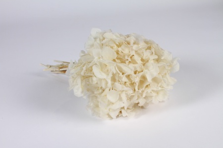 Hydrangea préservé blanc H32cm