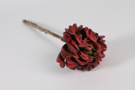 Succulente artificielle rouge D13cm H57cm