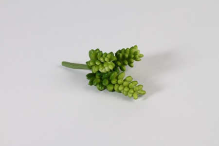 Succulente mini artificielle verte H14cm