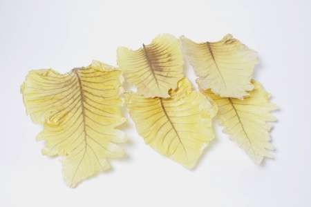 Feuille d\'orme géante stabilisée jaune