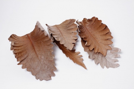 Feuille d\'orme géante stabilisée naturelle