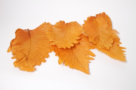 Feuille d\'orme géante stabilisée orange