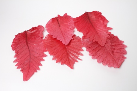 Feuille d\'orme géante stabilisée rouge