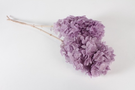 Hortensia préservé lilas H75cm