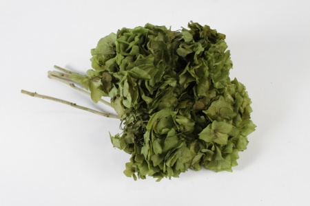 Hortensia préservé vert H45cm