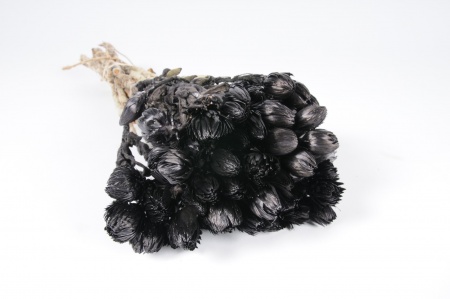Immortelles séchées noires H40cm