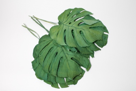 Monstera stabilisée verte H54cm
