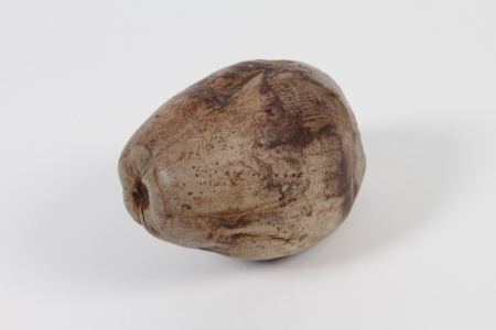 Noix de coco entière naturelle L25cm