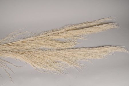 Pampa séchée blanche H184cm