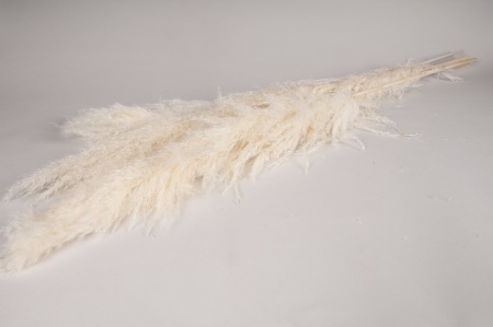 Pampa séchée blanchie H117cm