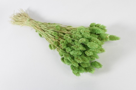 Phalaris séché vert H63cm