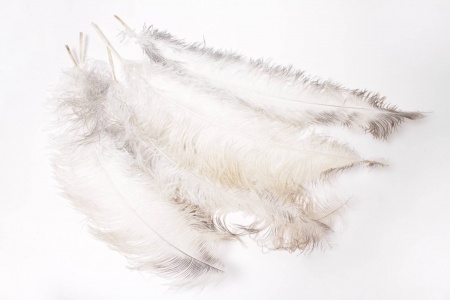 Plume d\'autruche naturelle H64cm