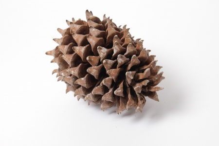 Pomme de pin géante naturelle D15cm H25cm