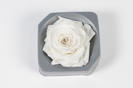 Rose stabilisée blanche