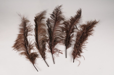 Sachet de 5 plumes d\'autruche marron H60cm