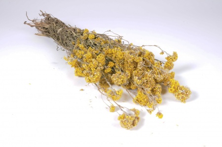 Sanfordi séché naturel jaune H50cm