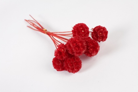 Scabieuse séchée rouge H43cm